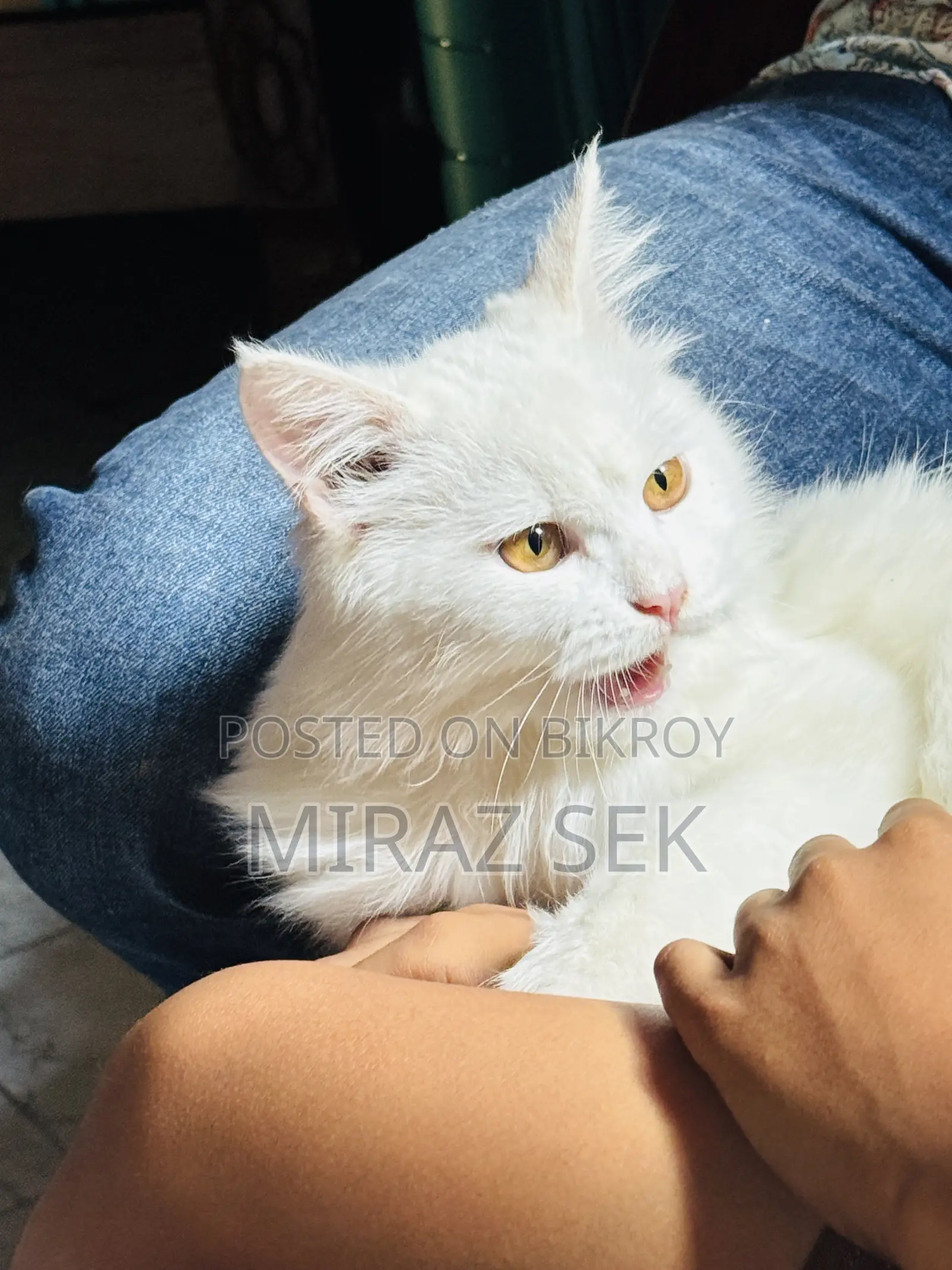 6-12 Months Male Purebred Persian