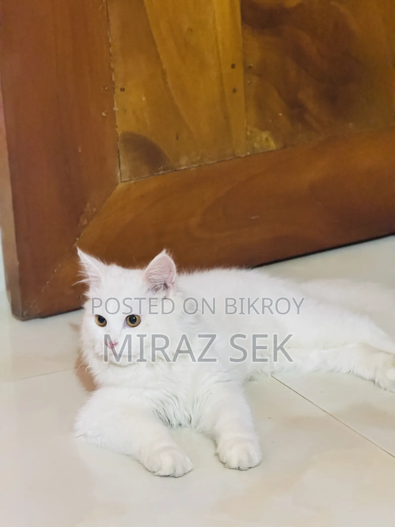 6-12 Months Male Purebred Persian