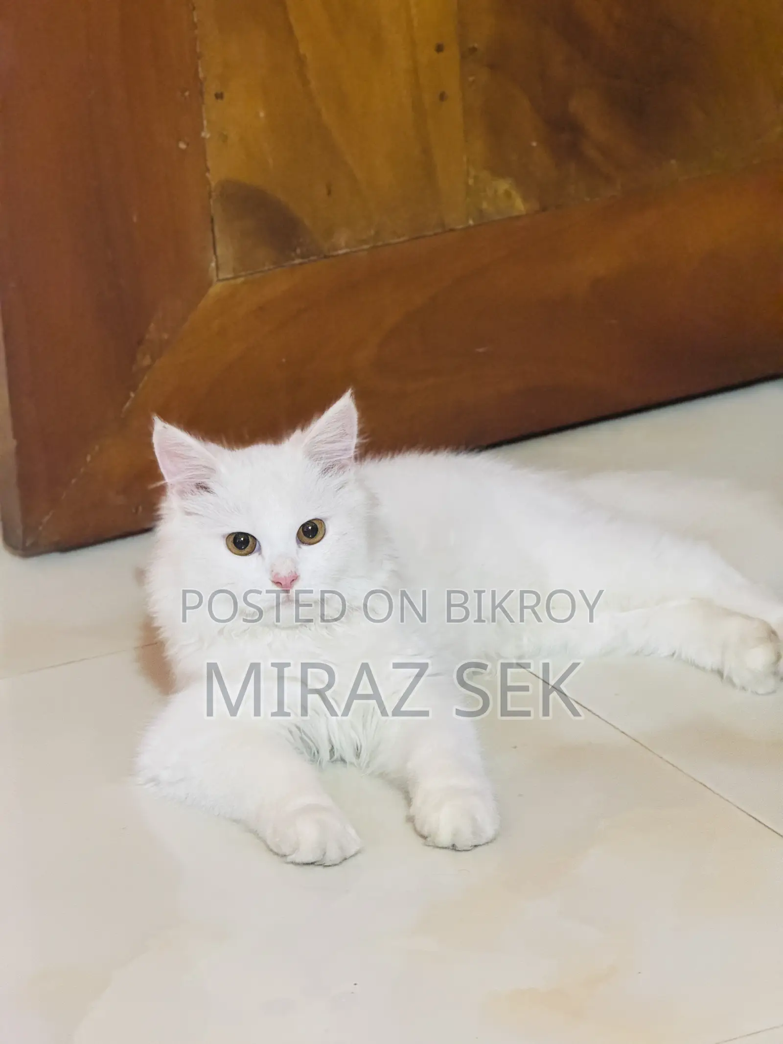 6-12 Months Male Purebred Persian