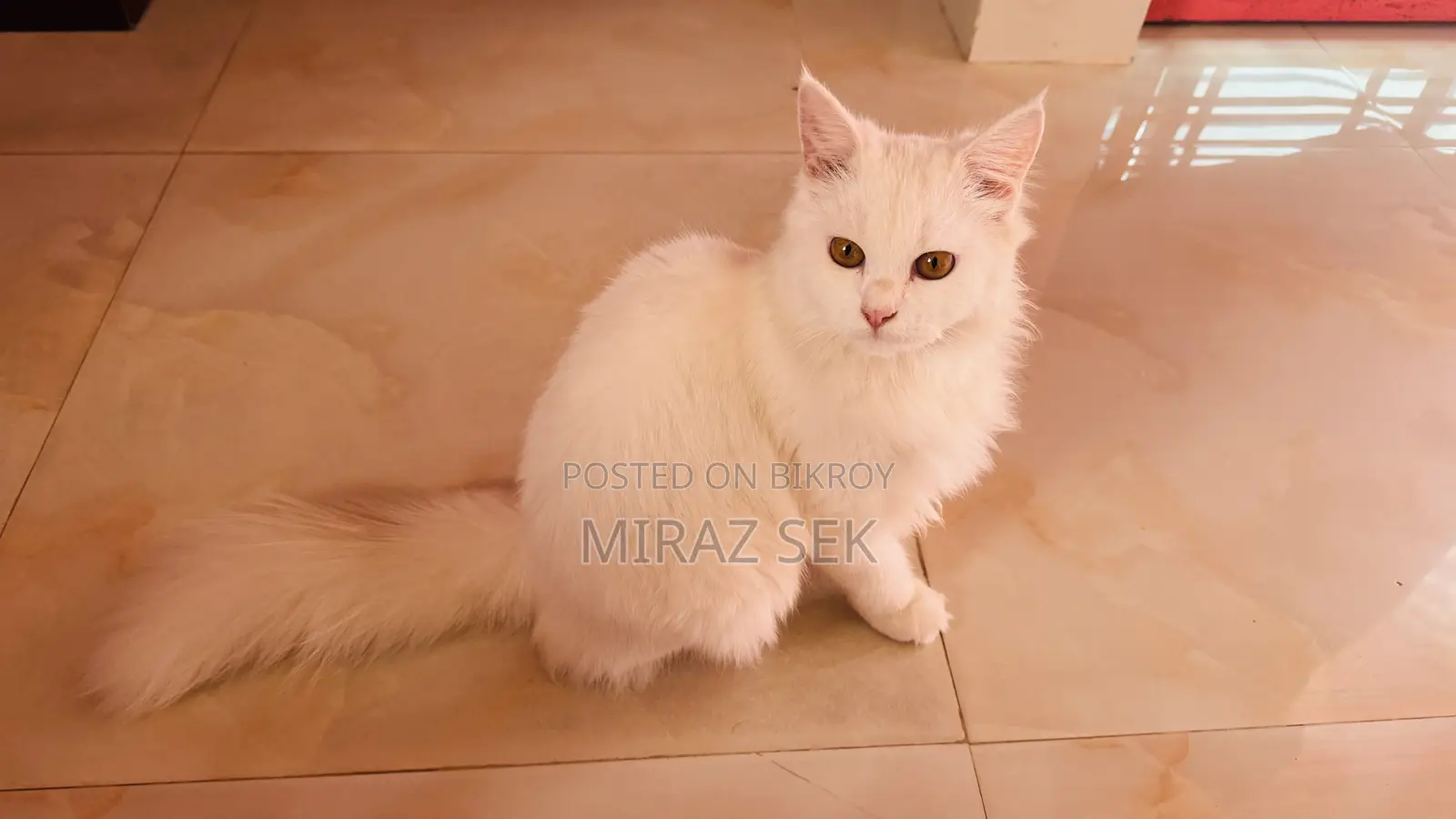 6-12 Months Male Purebred Persian