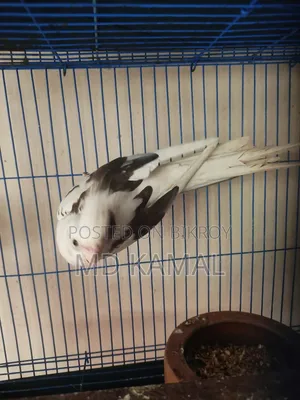 Cockatiel Male