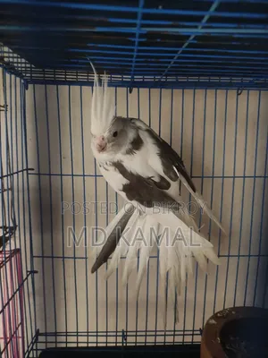 Cockatiel Male