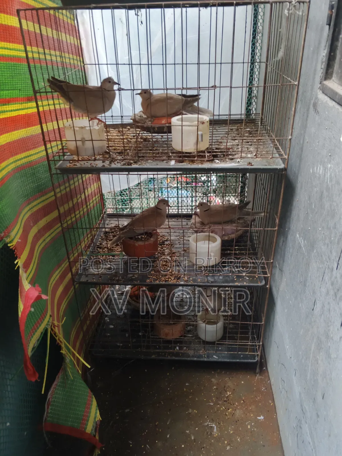 অস্ট্রেলিয়ান ঘুঘু