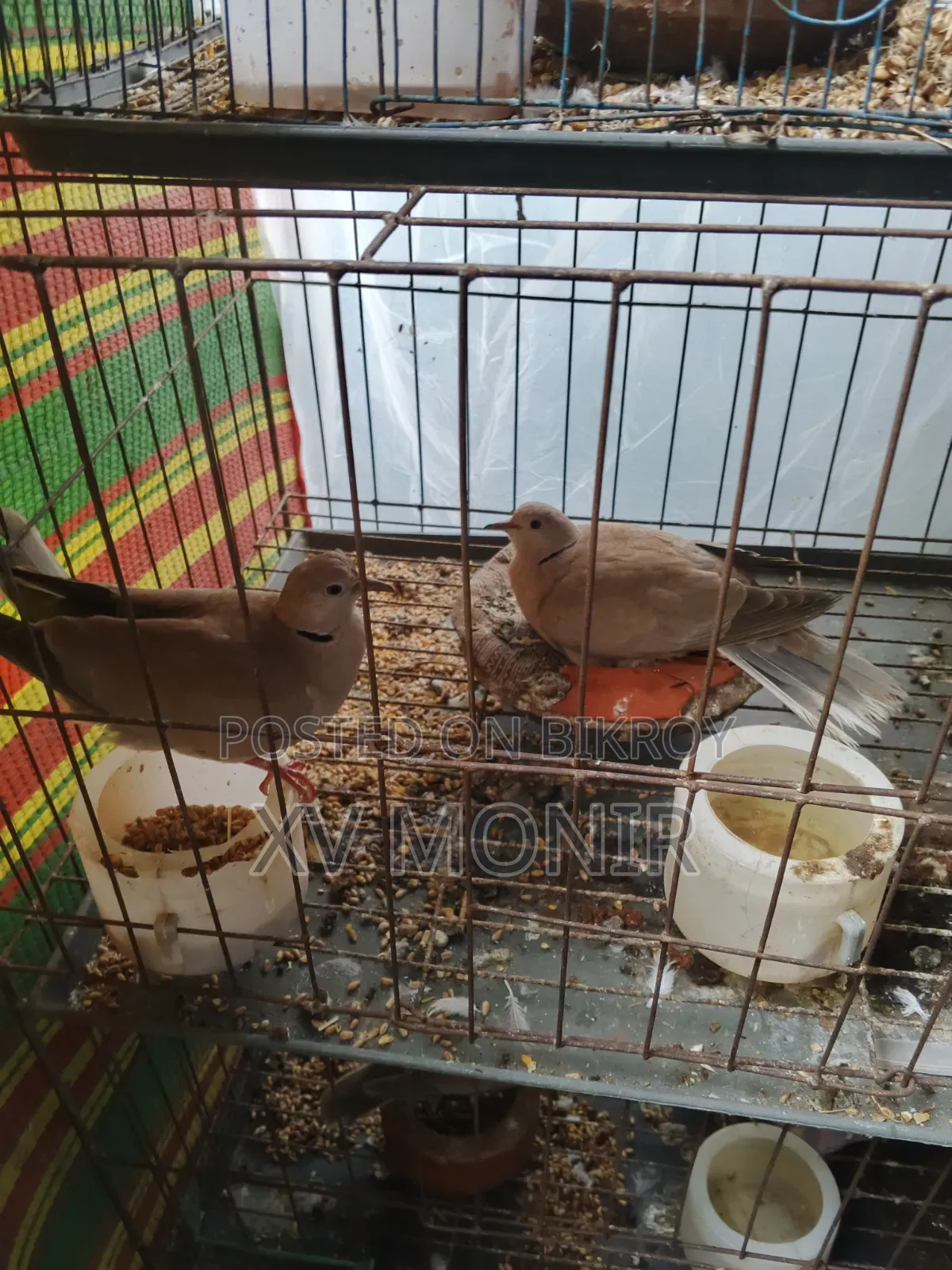 অস্ট্রেলিয়ান ঘুঘু