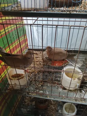 অস্ট্রেলিয়ান ঘুঘু