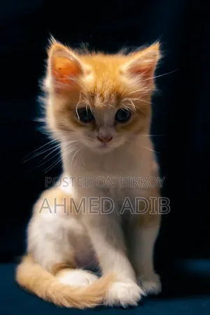 0-1 Month Male Purebred Persian