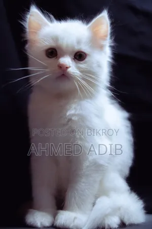 0-1 Month Male Purebred Persian