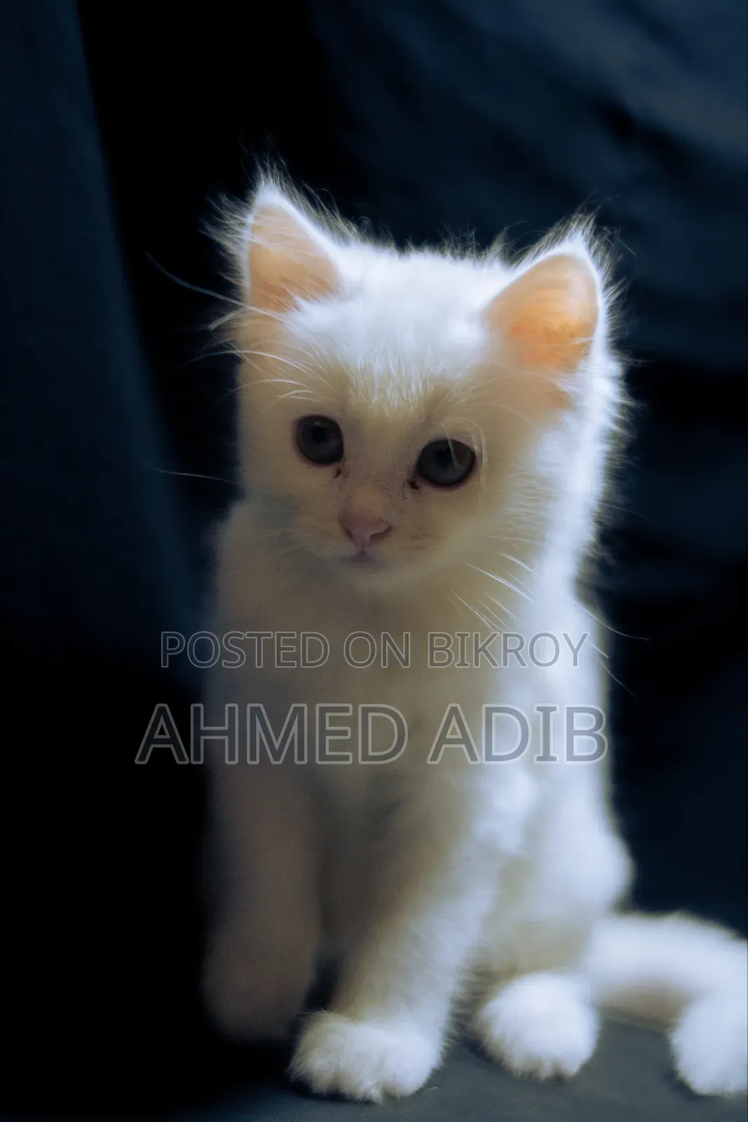 0-1 Month Male Purebred Persian