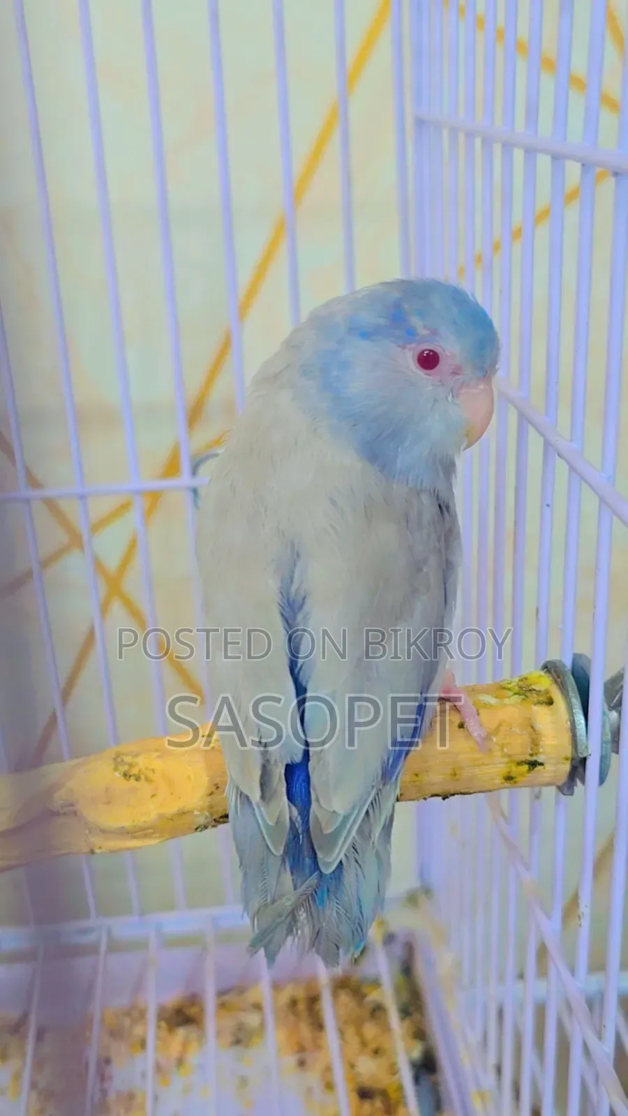 Cobult Fallow Male Forpus- Age 4 Months +