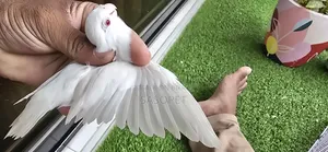 Albino Female