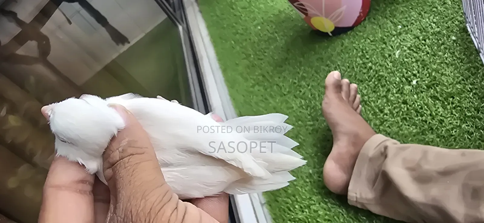 Albino Female