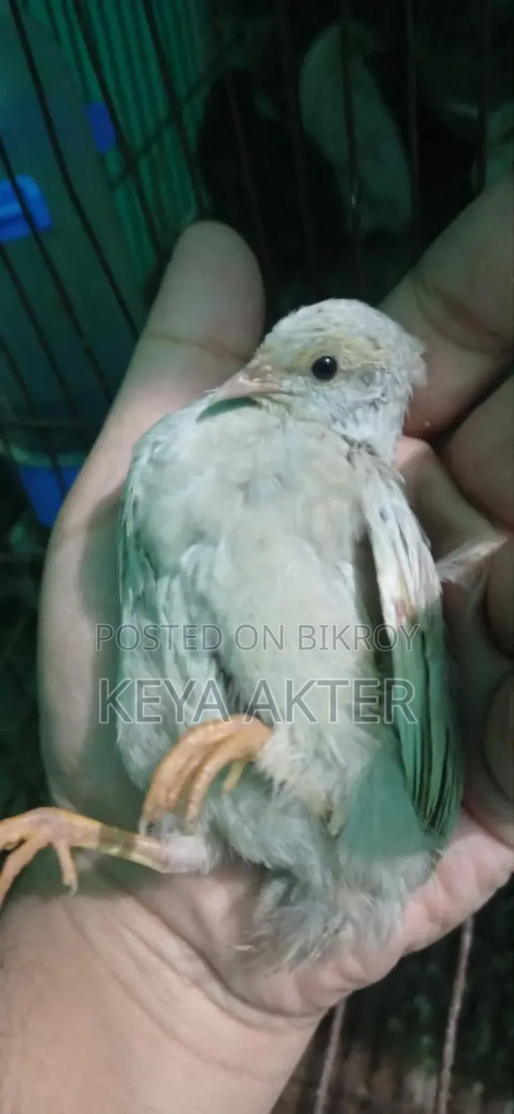 King Quails