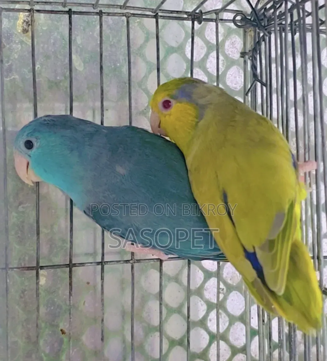 Green Fallow Male X Blue /Fallow Female
