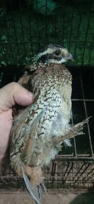 Bobwhite Quail