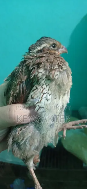 Bobwhite Quail