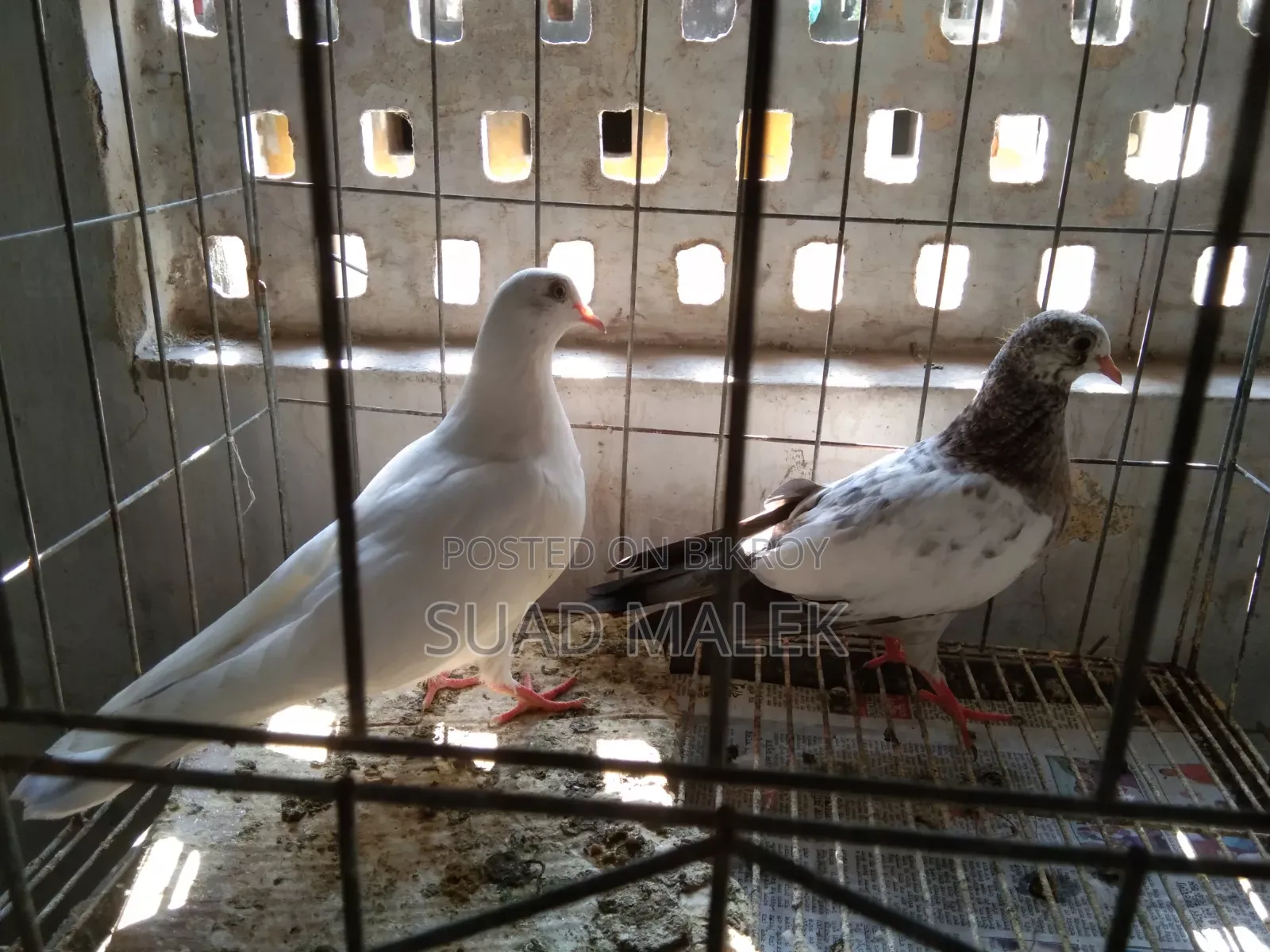 Giribaz Pigeons for Sale