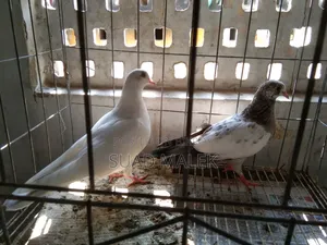 Giribaz Pigeons for Sale