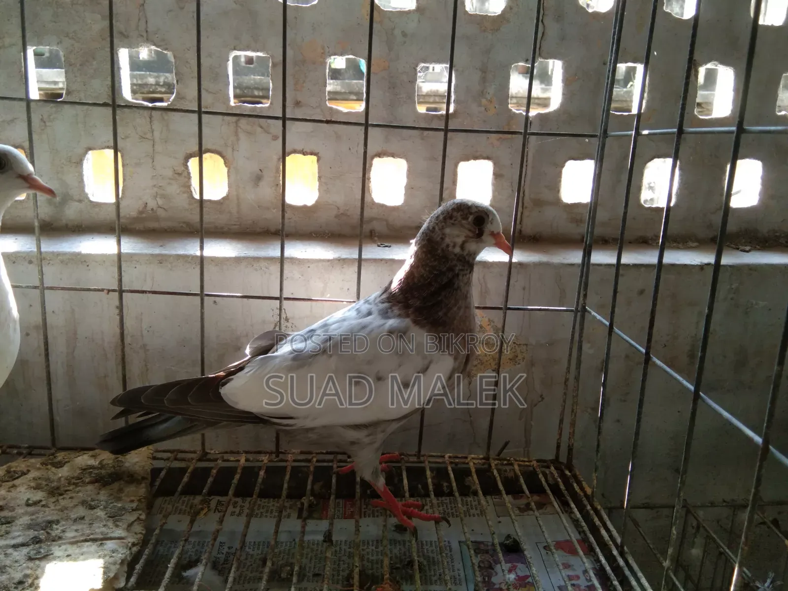 Giribaz Pigeons for Sale