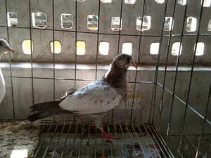 Giribaz Pigeons for Sale