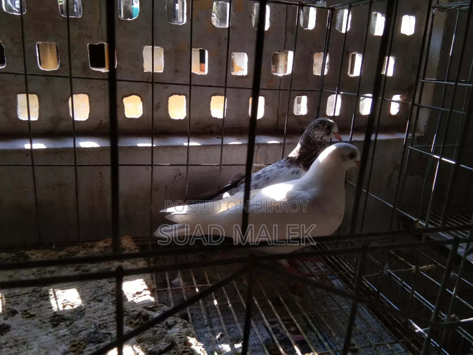 Giribaz Pigeons for Sale