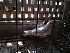 Giribaz Pigeons for Sale
