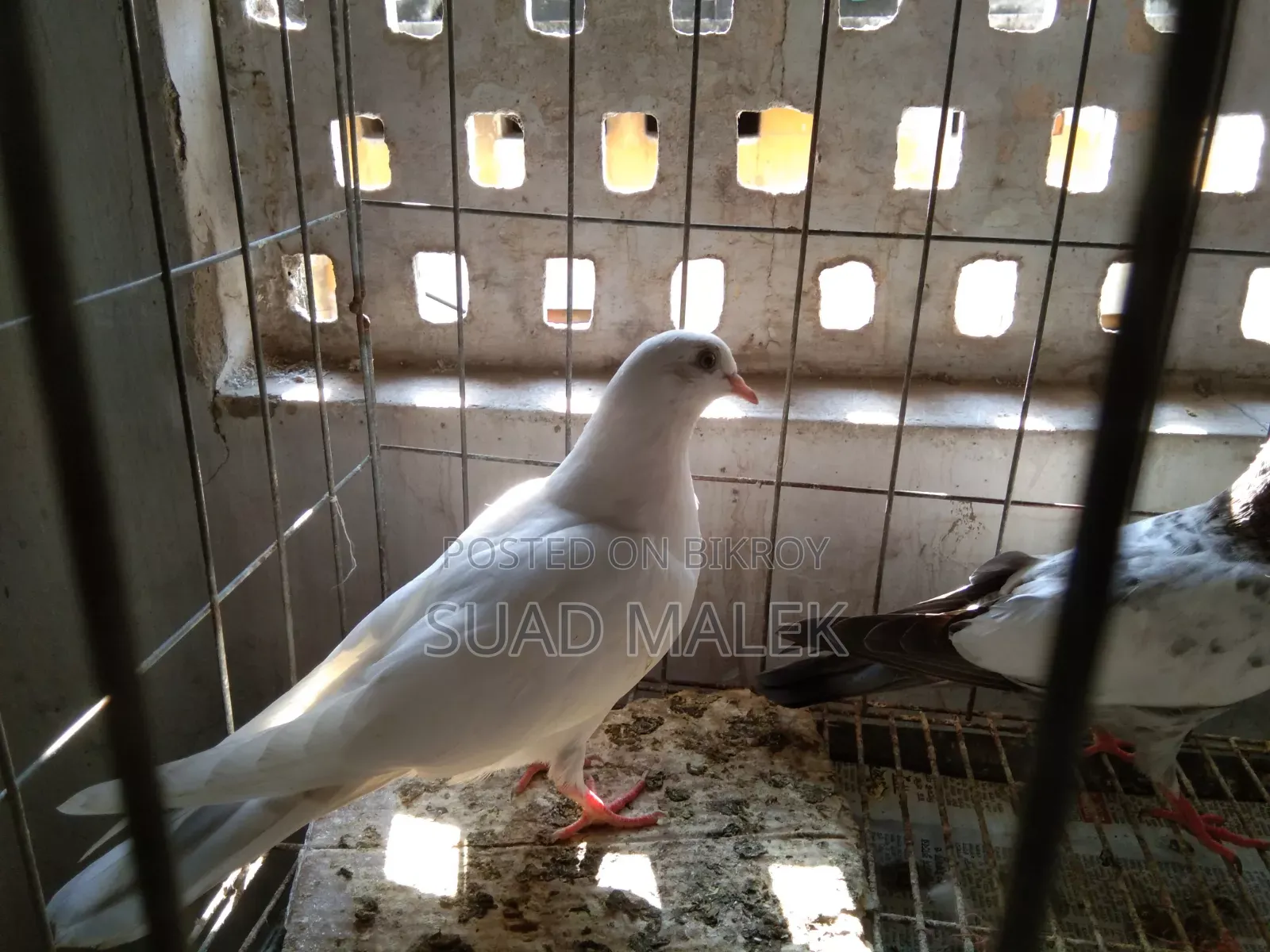 Giribaz Pigeons for Sale