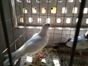 Giribaz Pigeons for Sale