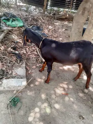 Haryana Cross Goat for Sale, with Female Kid