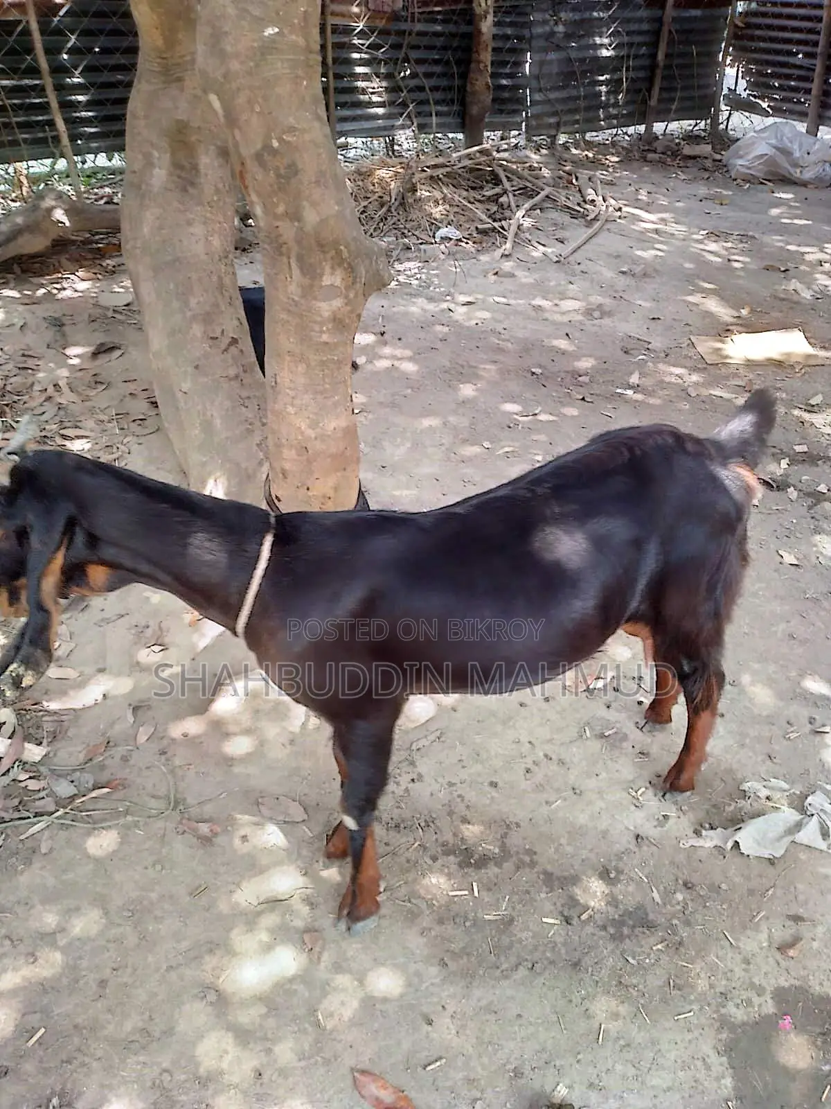 Haryana Cross Goat for Sale, with Female Kid