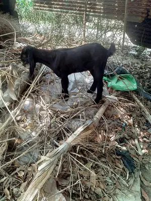 Haryana Cross Goat for Sale, with Female Kid