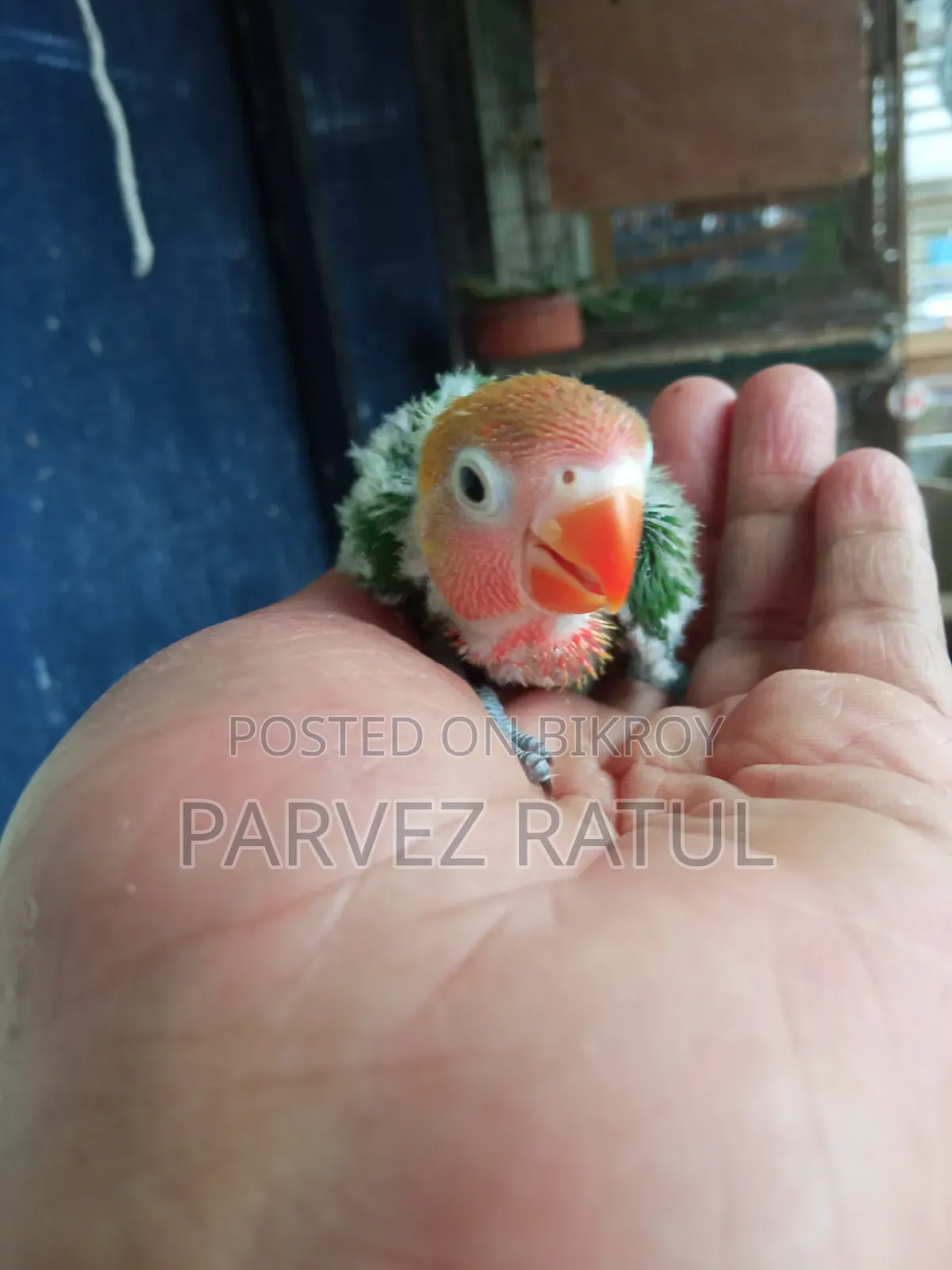 লাভ বার্ড বেবি
