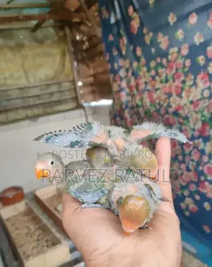 লাভ বার্ড বেবি