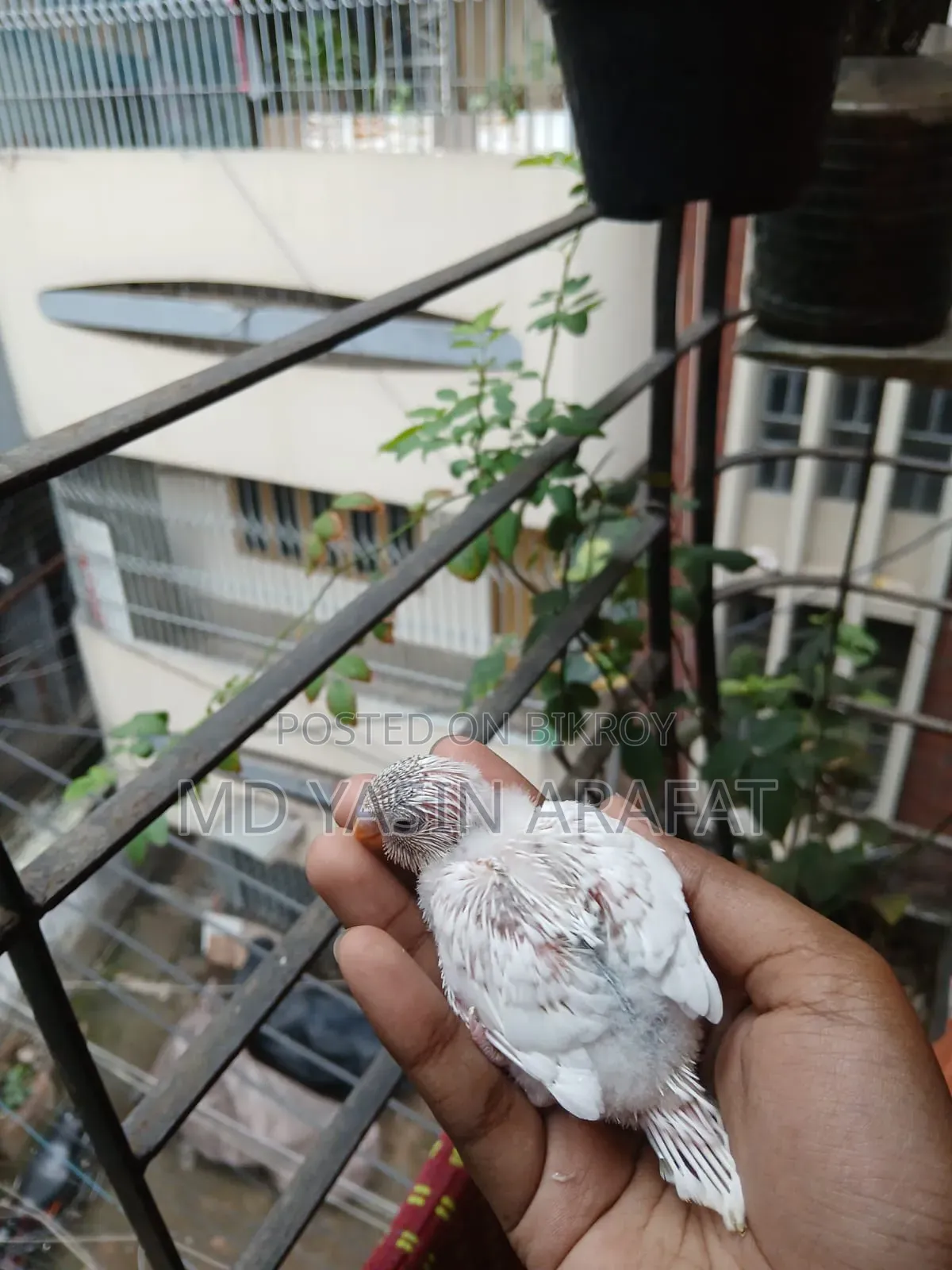 Budgie Child Tame Birds Sell