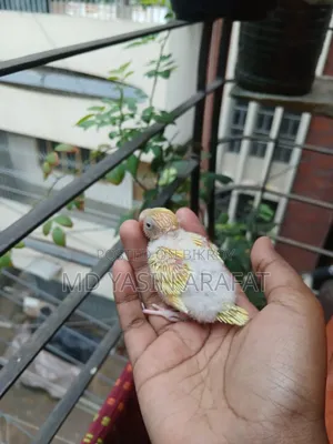 Budgie Child Tame Birds Sell
