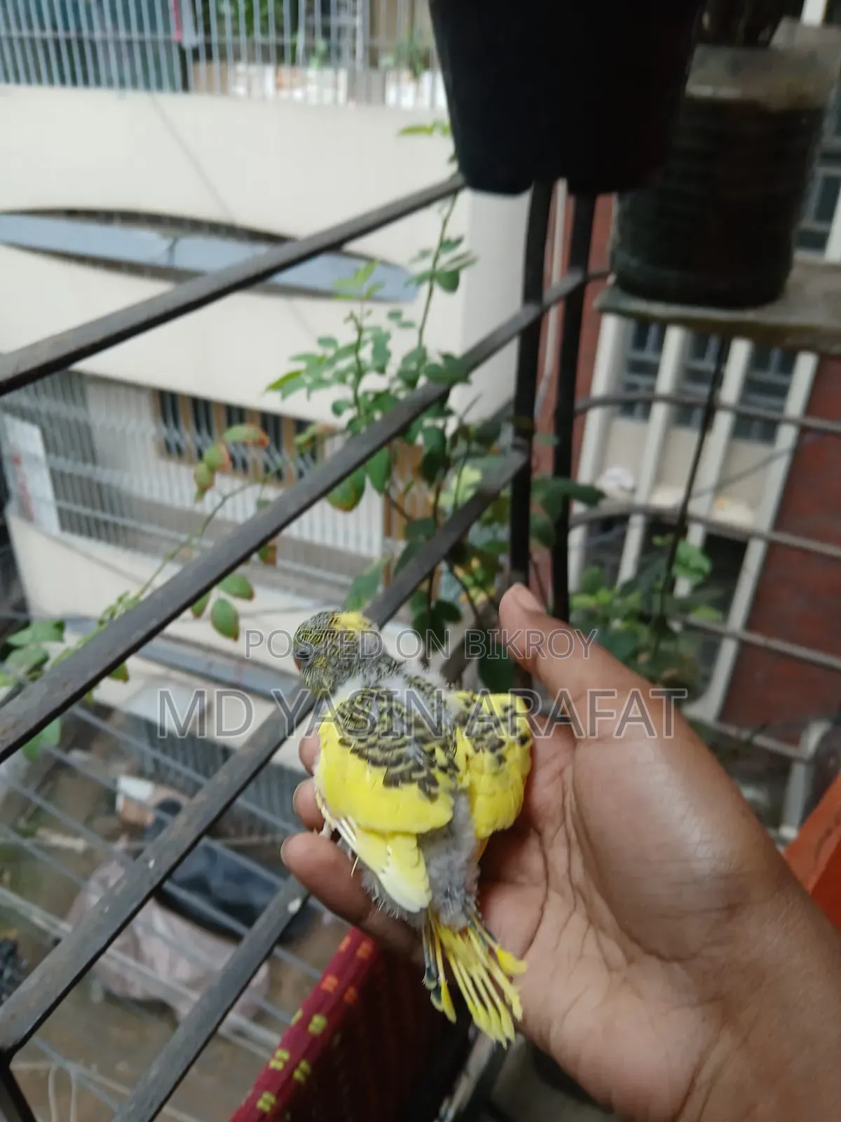 Budgie Child Tame Birds Sell
