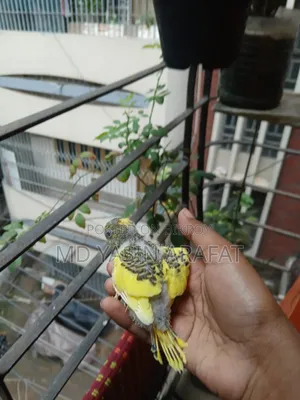 Budgie Child Tame Birds Sell