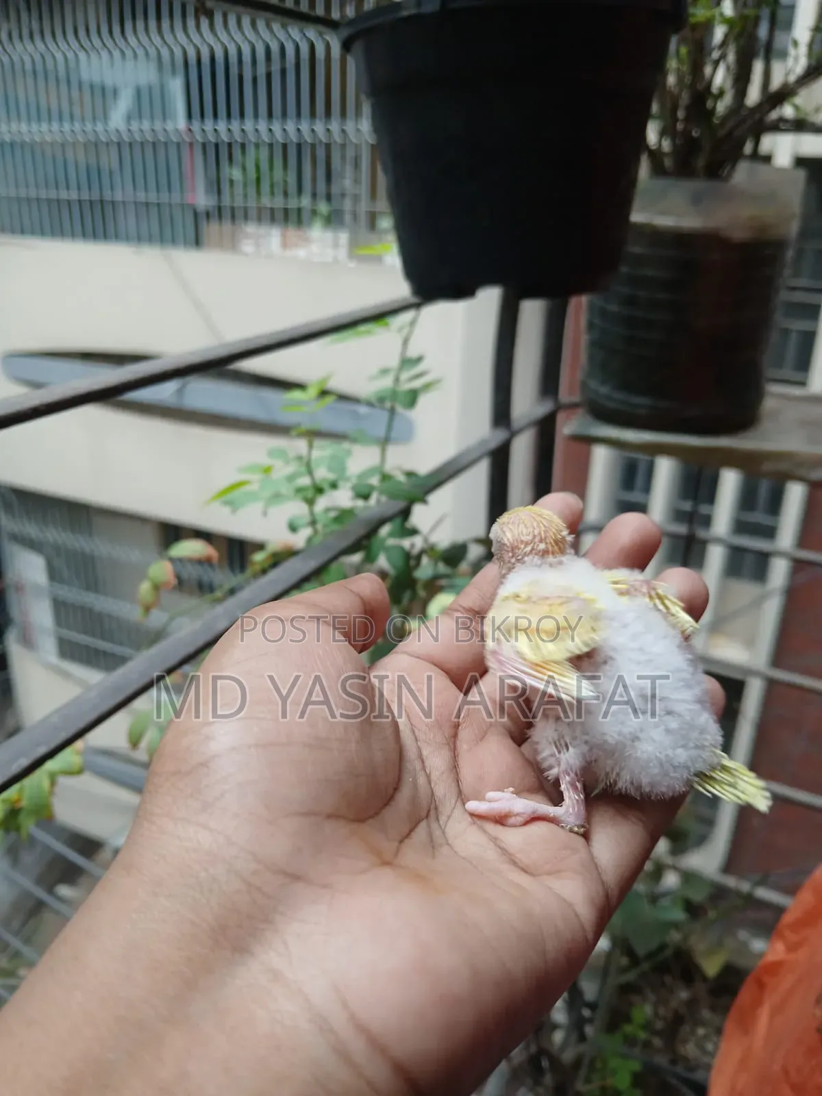 Budgie Child Tame Birds Sell