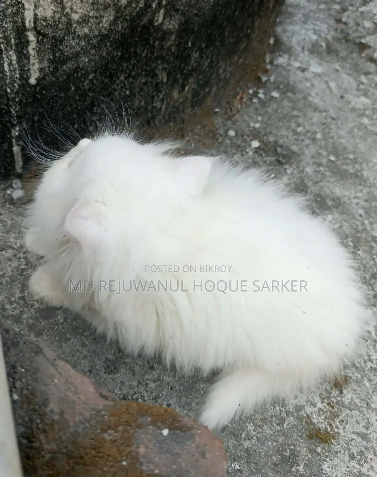 3-6 Months Female Purebred Maine Coon