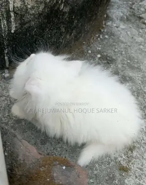 3-6 Months Female Purebred Maine Coon