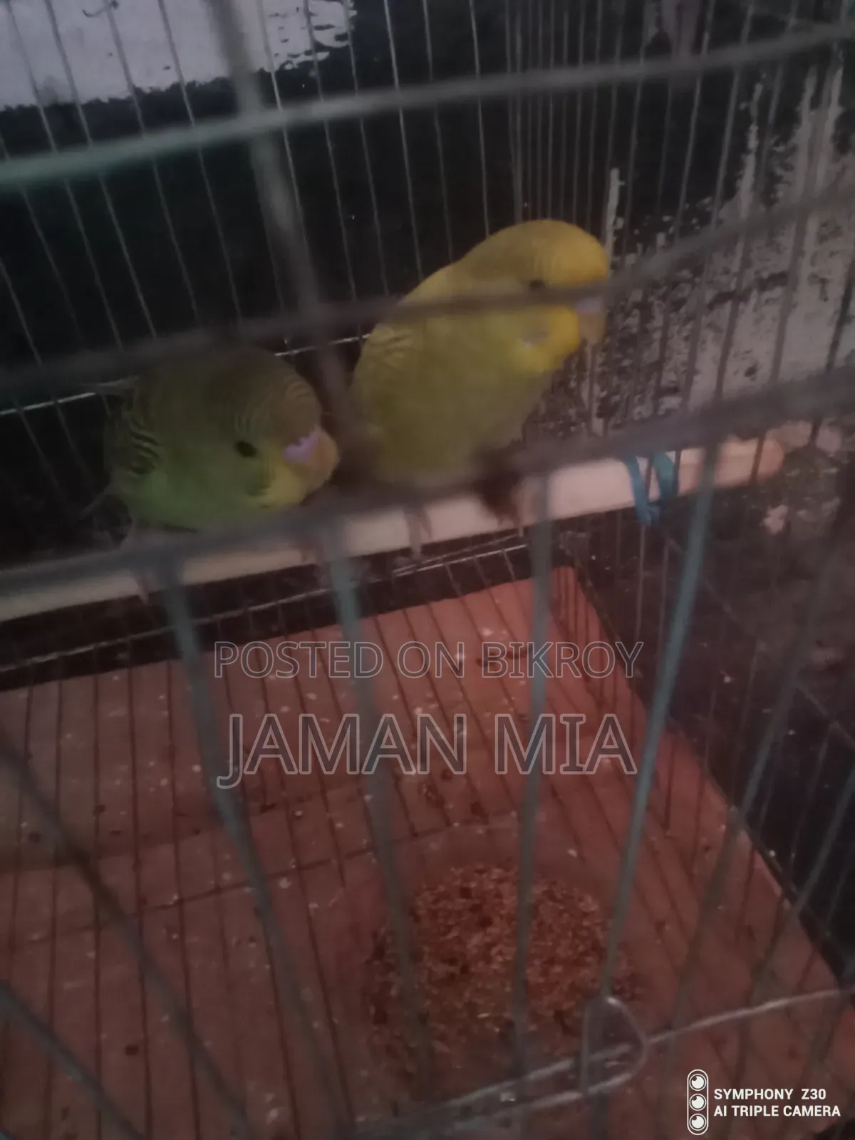 Bujgire Birts