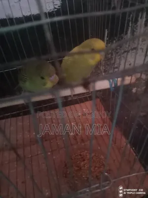 Bujgire Birts