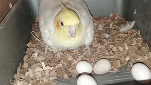 Lutino Cockatiel