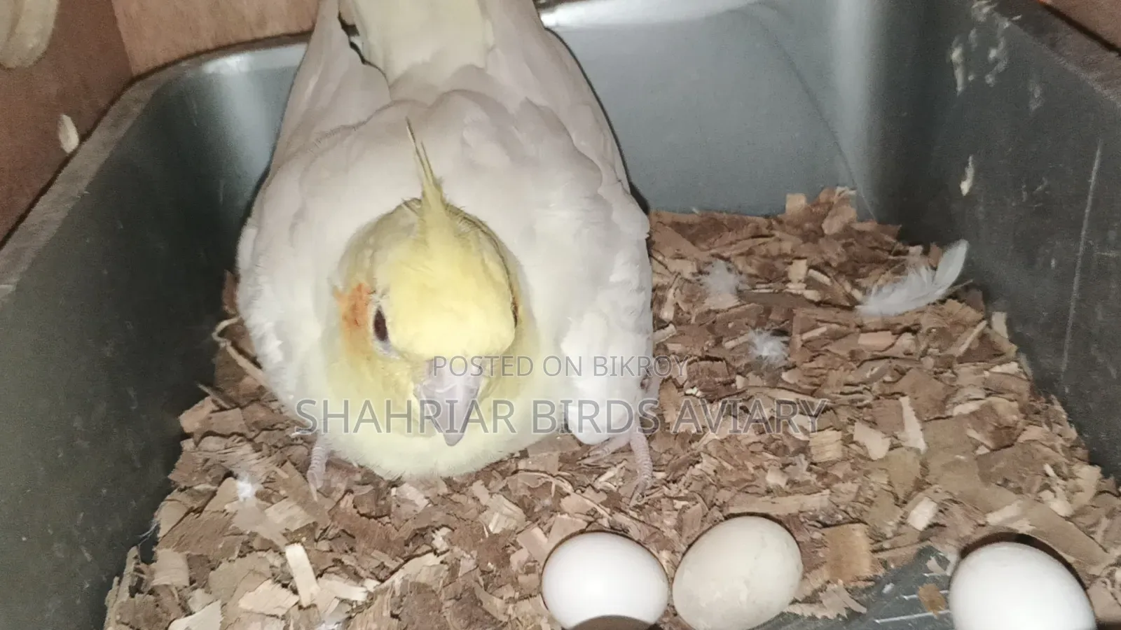 Lutino Cockatiel