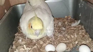 Lutino Cockatiel