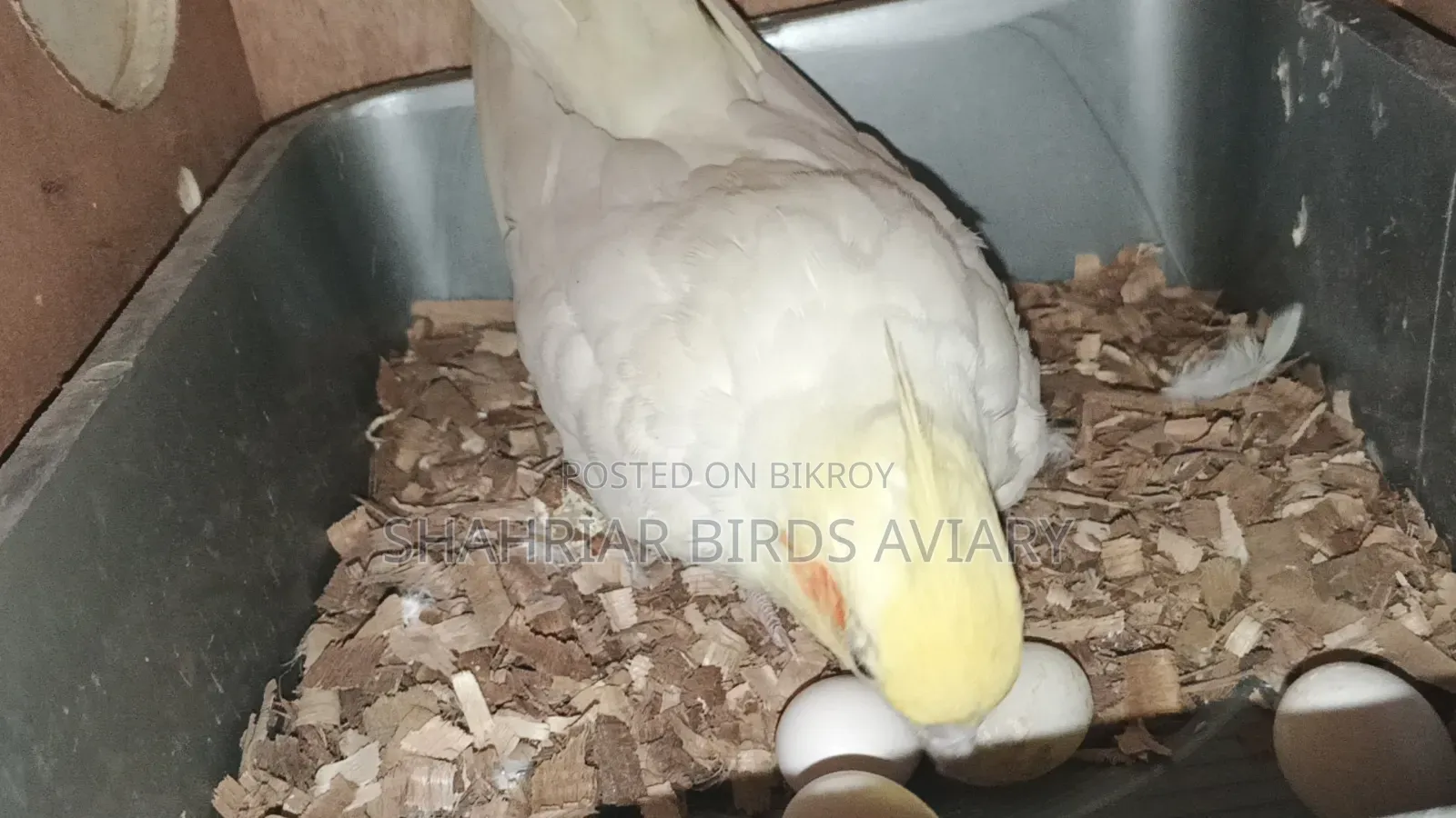 Lutino Cockatiel