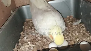 Lutino Cockatiel
