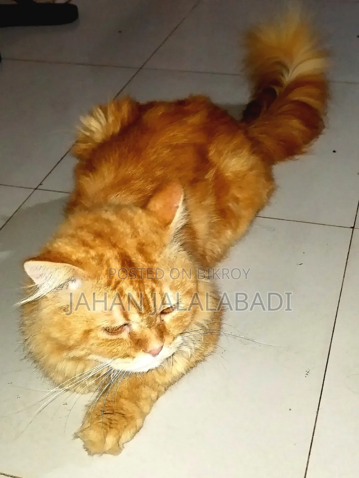 1+ Year Male Mixed Breed Persian
