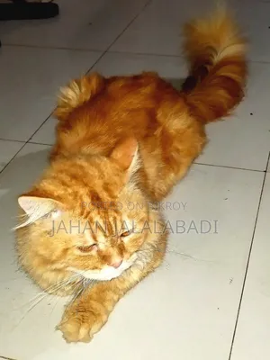 ১+ বছর বয়সী পুরুষ মিক্সড ব্রিড পার্সিয়ান