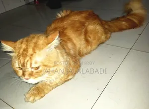 1+ Year Male Mixed Breed Persian