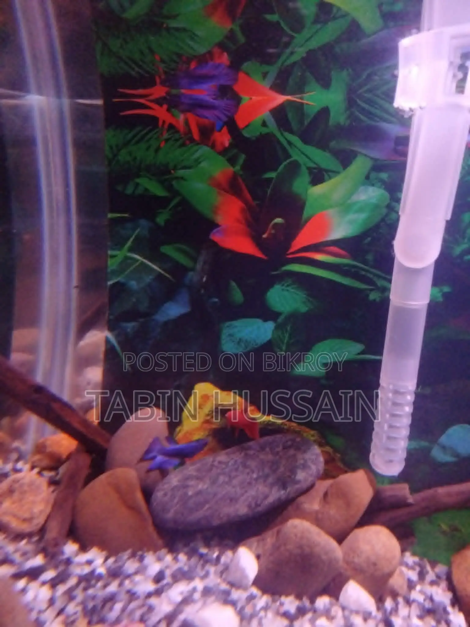 Betta Fish